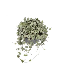 CEROPEGIA WOODII Diametro Vaso 14 Cm -Vendite Forniture Da Giardino ceropegia woodii diametro vaso 14 cm 2