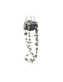 CEROPEGIA WOODII Diametro Vaso 14 Cm