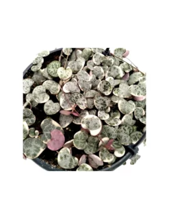 CEROPEGIA WOODII 'VARIEGATA' BASKET Diametro Vaso 14 Cm -Vendite Forniture Da Giardino ceropegia woodii variegata basket diametro vaso 14 cm 2