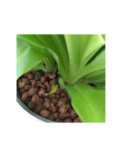 CHLOROPHYTUM COMOSUM 'LEMON', Diametro Vaso 13/12 Cm -Vendite Forniture Da Giardino chlorophytum comosum lemon diametro vaso 1312 cm 2