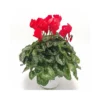 CICLAMINO MAXI ROSSO Diametro Vaso 15 Cm