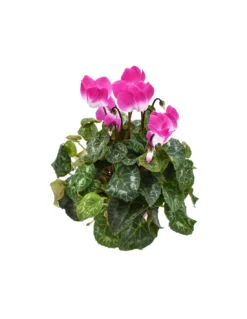 CICLAMINO PERSICUM 'MIDI INDIACA' Diametro Vaso 10.5 Cm
