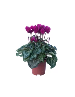 CICLAMINO PERSICUM, PORPORA Diametro Vaso 10.5 Cm