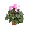CICLAMINO 'SUPER S' - CLEAR PINK Diametro Vaso 10.5 Cm