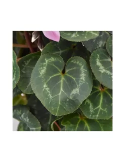 CICLAMINO 'SUPER S' - CLEAR PINK Diametro Vaso 10.5 Cm -Vendite Forniture Da Giardino ciclamino super s clear pink diametro vaso 105 cm 2