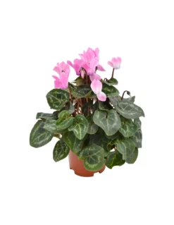 CICLAMINO 'SUPER S' - CLEAR PINK Diametro Vaso 10.5 Cm