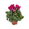 CICLAMINO 'SUPER S' - PURPLE Diametro Vaso 10.5 Cm