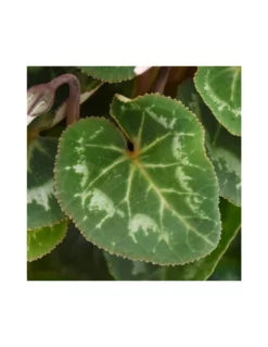 CICLAMINO 'SUPER S' - PURPLE Diametro Vaso 10.5 Cm -Vendite Forniture Da Giardino ciclamino super s purple diametro vaso 105 cm 2