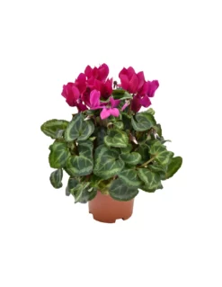 CICLAMINO 'SUPER S' - PURPLE Diametro Vaso 10.5 Cm