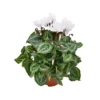 CICLAMINO 'SUPER S' - WHITE Diametro Vaso 10.5 Cm