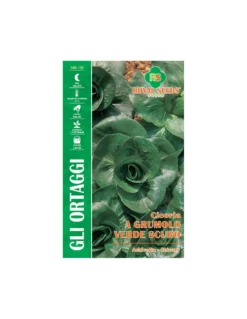 CICORIA A GRUMOLO VERDE SCURO MAXI