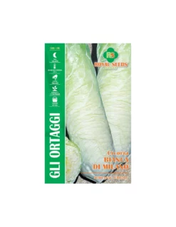 CICORIA BIANCA DI MILANO MAXI