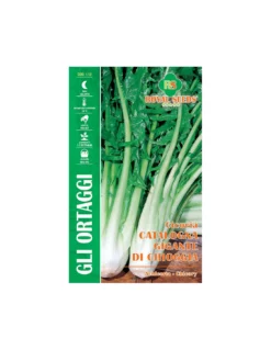 CICORIA CAT. GIGANTE DI CHIOGGIA MAXI