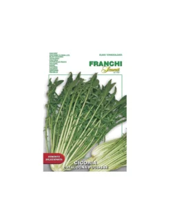 CICORIA CATALOGNA PUGLIESE