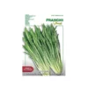 CICORIA CATATALOGNA Varietà "PUNTARELLE"