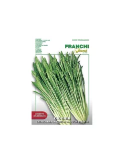 CICORIA CATATALOGNA Varietà "PUNTARELLE"