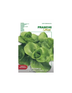 CICORIA GRUMOLO BIONDA