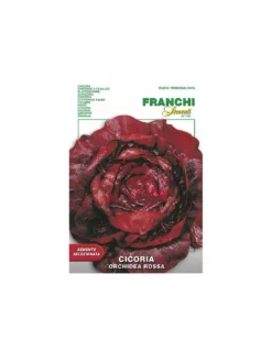 CICORIA ORCHIDEA ROSSA