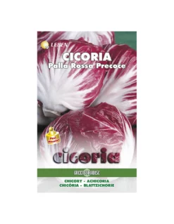 CICORIA PALLA ROSSA PREC.LBM