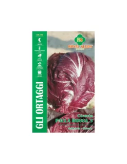 CICORIA PALLA ROSSA 3 MAXI