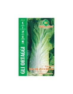 CICORIA PAN DI ZUCCHERO MAXI