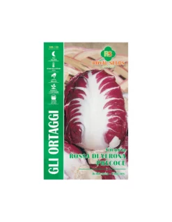 CICORIA ROSSA DI VERONA - PRECOCE MAXI