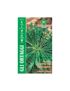 CICORIA SELVATICA DA CAMPO MAXI