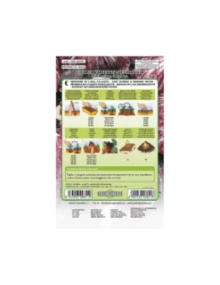 CICORIA VARIEGATA CHIOGGIA -Vendite Forniture Da Giardino cicoria variegata chioggia 1