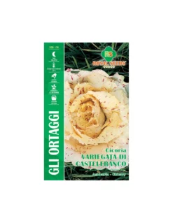 CICORIA VARIEGATA DI CASTELFRANCO MAXI