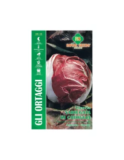 CICORIA VARIEGATA DI CHIOGGIA MAXI