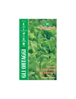 CICORIA ZUCCHERINA DI TRIESTE MAXI