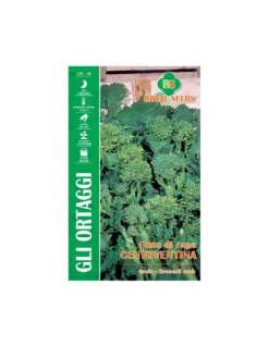 CIMA DI RAPA CENTOVENTINA(F.LISCIA)MAXI
