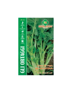 CIMA DI RAPA QUARANTINA(F.LISCIA)MAXI