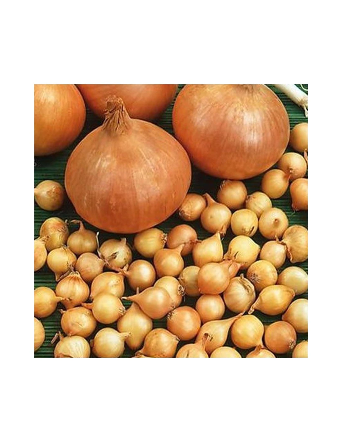 CIPOLLA STOCCARDA 16/21 GR 500 2 CIPOLLA STOCCARDA 16/21 GR 500 - immagine 2