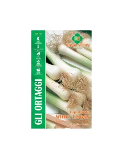 CIPOLLOTTO WHITE LISBON MAXI