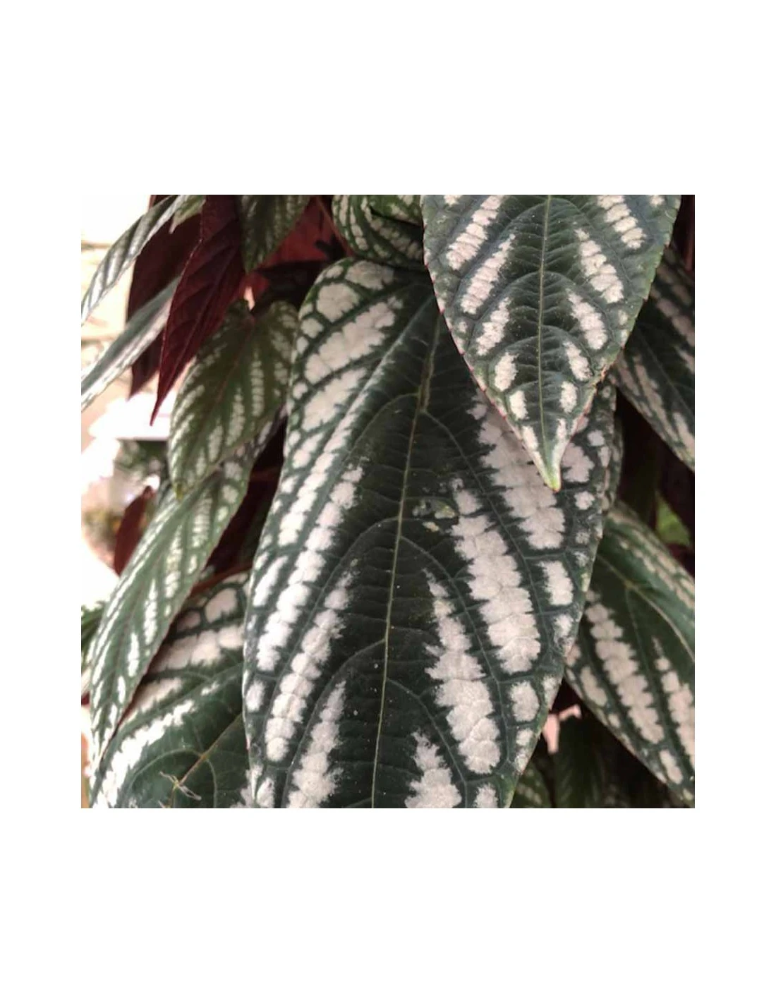 CISSUS DISCOLOR Vaso Diametro 27 Cm Altezza 150 Cm 2 CISSUS DISCOLOR Vaso Diametro 27 Cm Altezza 150 Cm - immagine 2