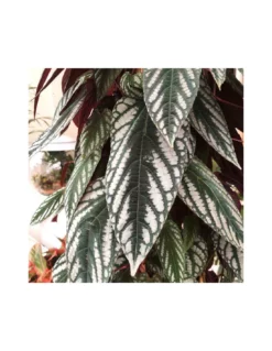 CISSUS DISCOLOR Vaso Diametro 27 Cm Altezza 150 Cm 5 CISSUS DISCOLOR Vaso Diametro 27 Cm Altezza 150 Cm -Vendite Forniture Da Giardino cissus discolor vaso diametro 27 cm altezza 150 cm 2