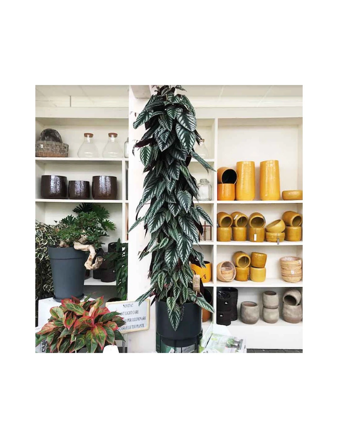 CISSUS DISCOLOR Vaso Diametro 27 Cm Altezza 150 Cm 1 CISSUS DISCOLOR Vaso Diametro 27 Cm Altezza 150 Cm