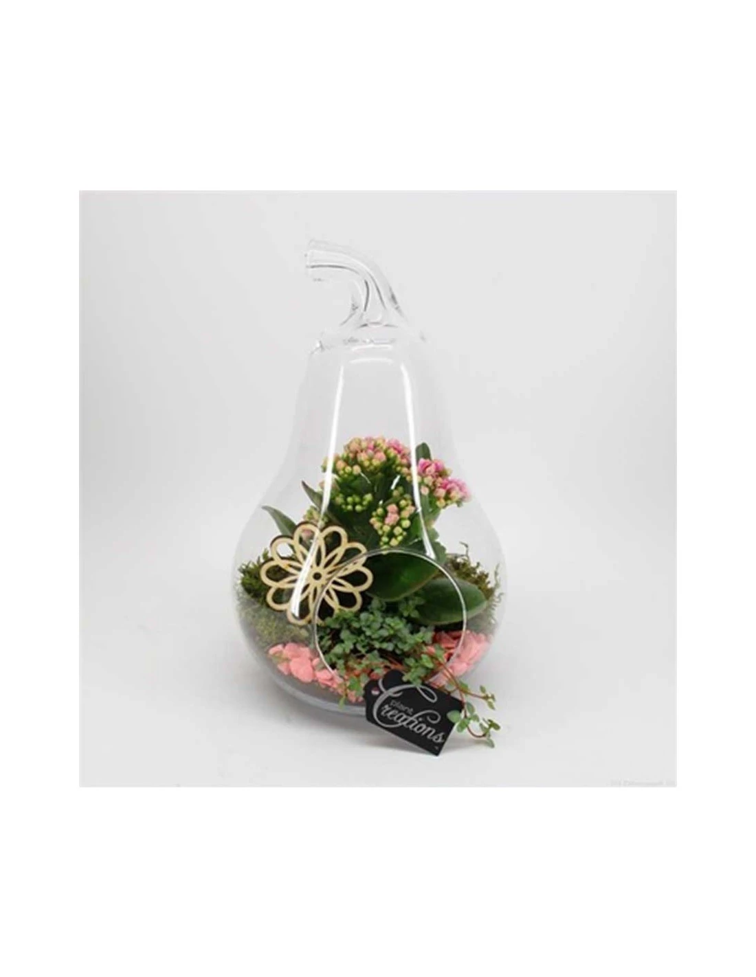 TERRARIUM COMPOSIZIONE PIANTE "La Pera" Vaso In Vetro 1 TERRARIUM COMPOSIZIONE PIANTE "La Pera" Vaso In Vetro