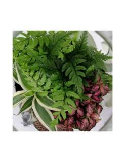 TERRARIUM IN BOLLA DI VETRO