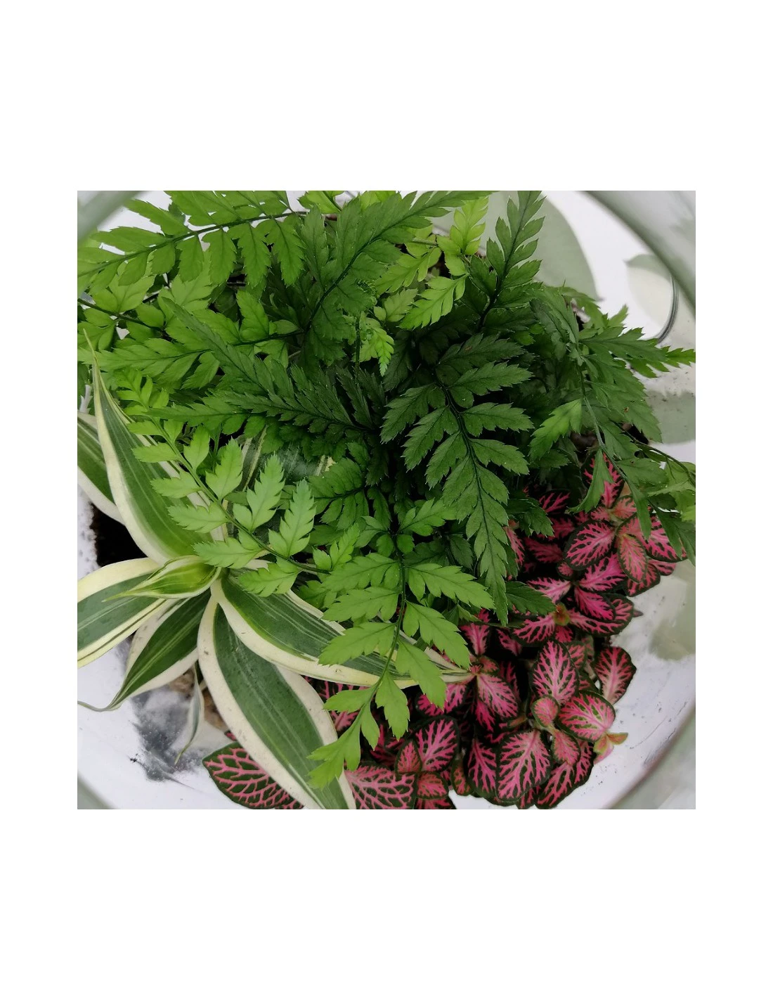 TERRARIUM IN BOLLA DI VETRO 1 TERRARIUM IN BOLLA DI VETRO