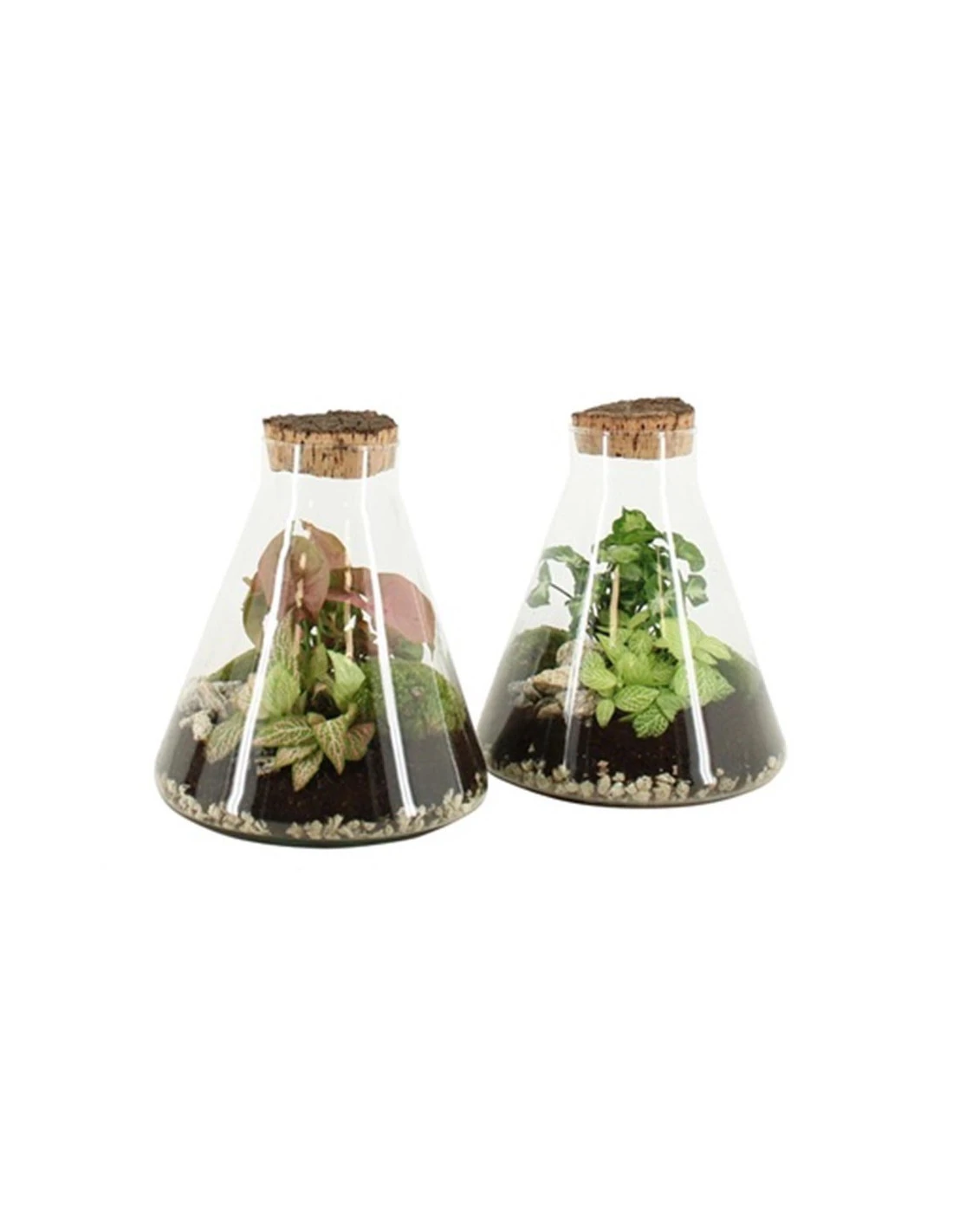 COMPOSIZIONE PIANTE MIX IN CIOTOLA VASO VETRO DIAMETRO 22 CM 25 ALTEZZA 2 CM 1 COMPOSIZIONE PIANTE MIX IN CIOTOLA VASO VETRO DIAMETRO 22 CM 25 ALTEZZA 2 CM