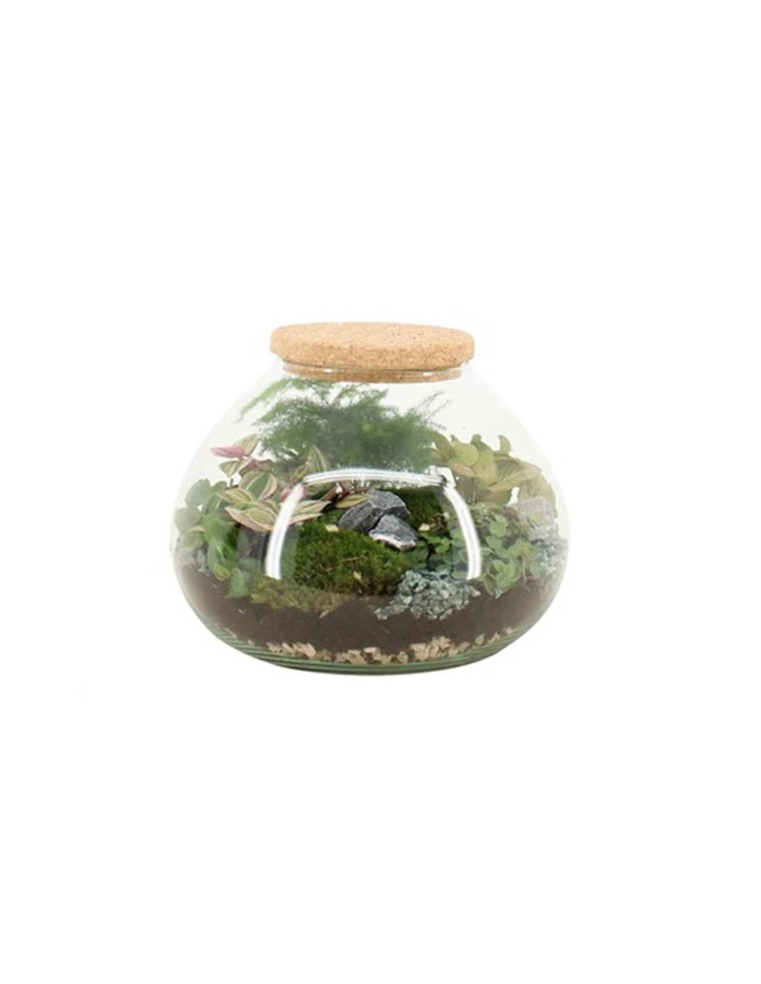 COMPOSIZIONE PIANTE MIX IN CIOTOLA VASO 905 VETRO DIAMETRO 25 CM ALTEZZA 20 CM 1 COMPOSIZIONE PIANTE MIX IN CIOTOLA VASO 905 VETRO DIAMETRO 25 CM ALTEZZA 20 CM