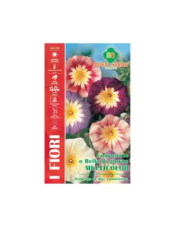 CONVOLVOLO O BELLA DI GIORNO MAXI