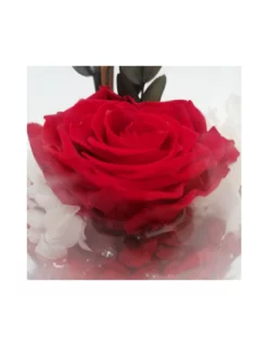 ROSA STABILIZZATA In COPPA DI VETRO Diametro 12 Cm - RED 5 ROSA STABILIZZATA In COPPA DI VETRO Diametro 12 Cm - RED -Vendite Forniture Da Giardino coppa cognac fondo pietra h 14 d 12 rosa baccara scatola trasparente col 2