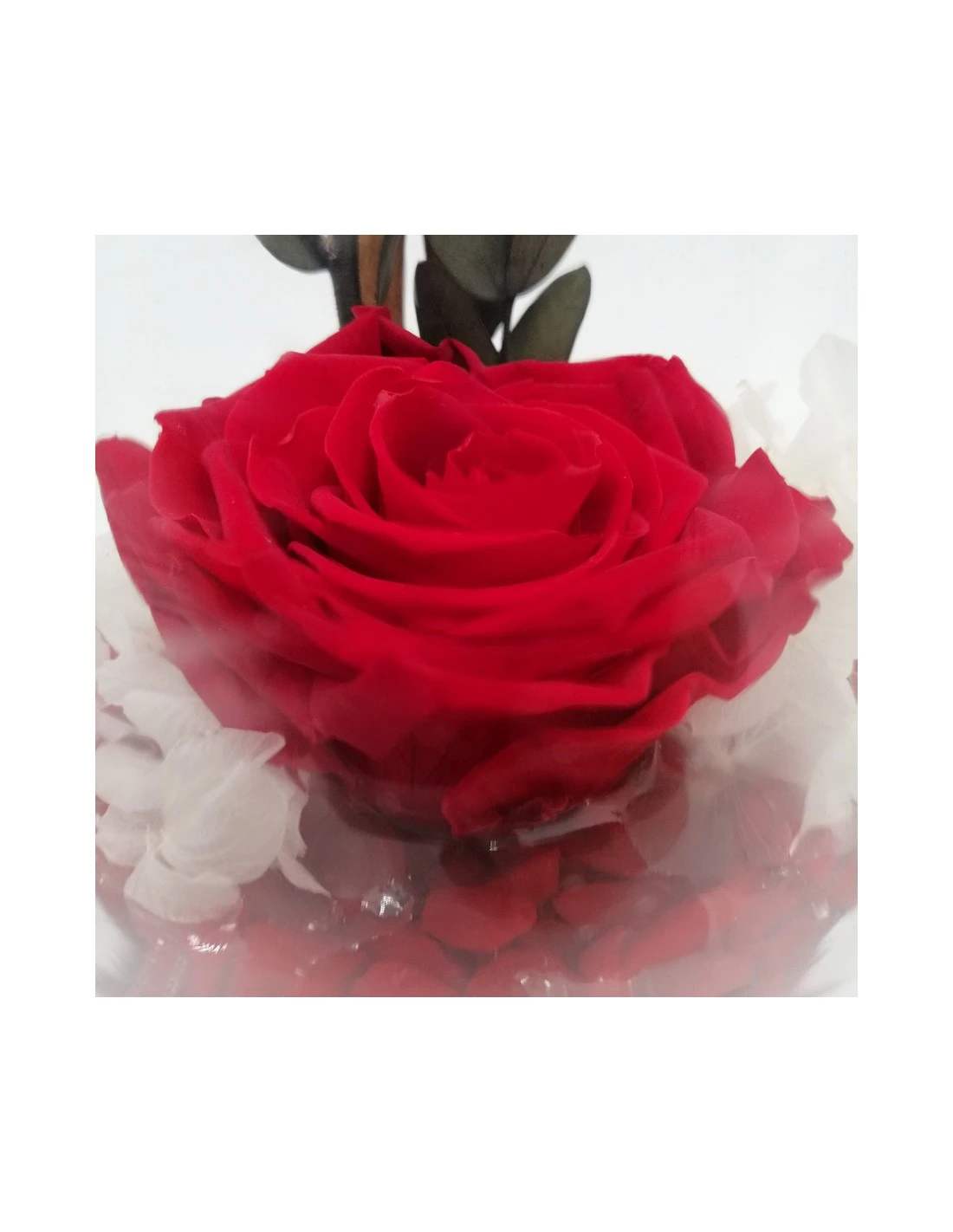 ROSA STABILIZZATA In COPPA DI VETRO Diametro 12 Cm - RED 3 ROSA STABILIZZATA In COPPA DI VETRO Diametro 12 Cm - RED - immagine 3