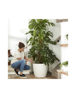 Elho COPRIVASO BRUSSELS ROUND WHEELS WHITE 9 Elho COPRIVASO BRUSSELS ROUND WHEELS WHITE -Vendite Forniture Da Giardino coprivaso brussels round wheels white 2