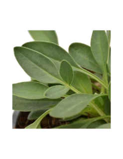 COREOPSIS GRANDIFLORA "PRESTO" Diametro Vaso 12 Cm -Vendite Forniture Da Giardino coreopsis grandiflora presto vaso diametro 12 cm 2