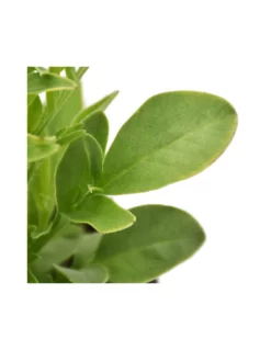 COREOPSIS Diametro Vaso 14 Cm -Vendite Forniture Da Giardino coreopsis v 14 2