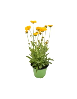 COREOPSIS Diametro Vaso 14 Cm